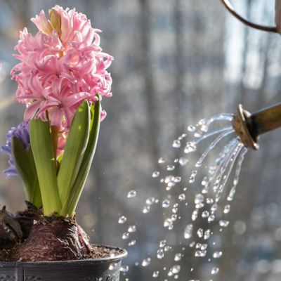 Ημερήσιες Προβλέψεις για όλα τα Ζώδια 10/03