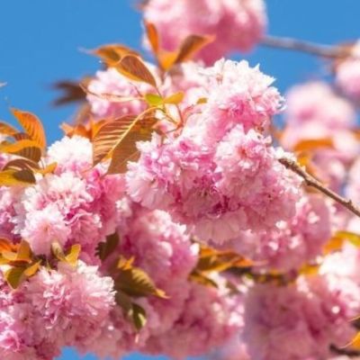 Κινέζικη αστρολογία: Προβλέψεις των ζωδίων από 13/03 έως 12/04