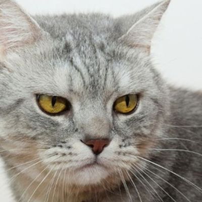 Αυτά είναι τα 4 ζώδια που κατηγορούνται συχνά για αναισθησία!