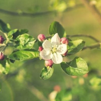 Ζώδια Σήμερα 20/03: Ο Ήλιος λίγο το στόμα του άνοιξε κι ευθύς μύρισε άνοιξη!