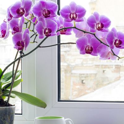 Ημερήσιες Προβλέψεις για όλα τα Ζώδια 31/03