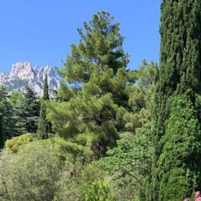 Ποιο δέντρο αντιστοιχεί στο μήνα που γεννήθηκες και τι δείχνει για σένα;