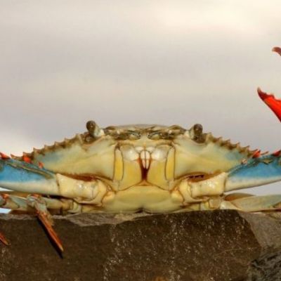 Σήμερα 23/04:  Άρης στον Καρκίνο-Να είσαι σε επιφυλακή