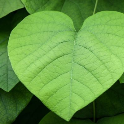 Προβλέψεις για τα αισθηματικά του ζωδίου σου, σήμερα 22/04