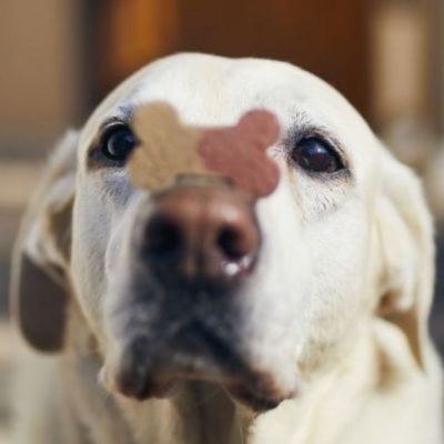 Η υπομονή είναι αρετή και αυτά τα ζώδια το γνωρίζουν καλά!