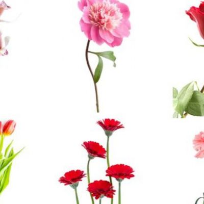 Διάλεξε ένα λουλούδι και μάθε τι φανερώνει για τον χαρακτήρα σου!