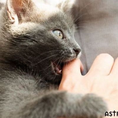 Εσείς ψηφίσατε τα ζώδια που θα «δάγκωναν» το χέρι που τα ταΐζει