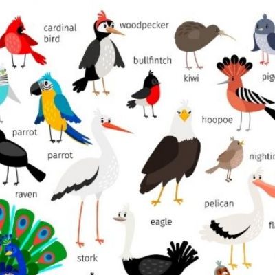 Ποιο πουλί αντιστοιχεί στο μήνα που γεννήθηκες και τι δηλώνει για σένα;