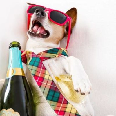 Εσείς ψηφίσατε τα ζώδια που κάνουν τα χειρότερα μεθύσια