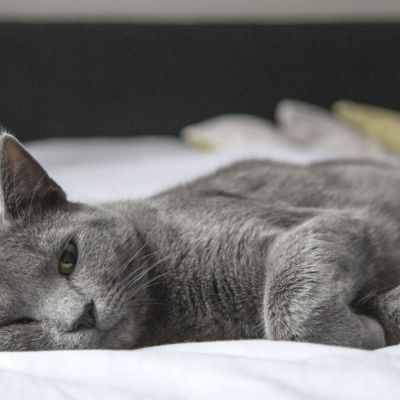 Μετακόμισες; 3 τρόποι να κάνεις τη γάτα σου να εξοικειωθεί στον νέο της χώρο