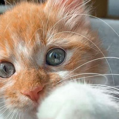 Σκέφτεσαι να αποκτήσεις γάτα; Όσα πρέπει να έχεις κατά νου