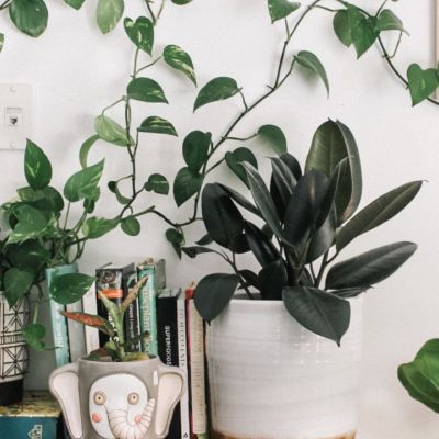 Πας ταξίδι; Έτσι θα φροντίσεις τα φυτά του σπιτιού σου για να μην ξεραθούν