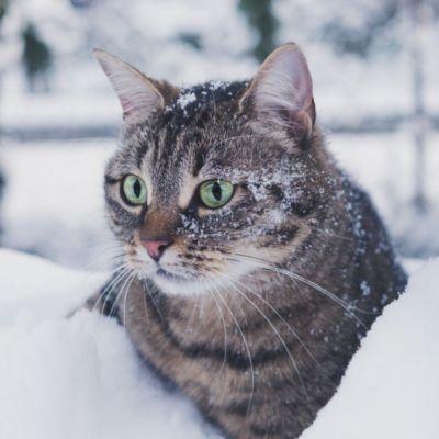 Το κρύο κάνει δυστυχισμένες τις γάτες! Πώς να κρατήσεις τη δική σου ασφαλή και ζεστή τον χειμώνα