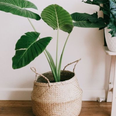 5 φυτά που καθαρίζουν την ατμόσφαιρα μέσα στο σπίτι