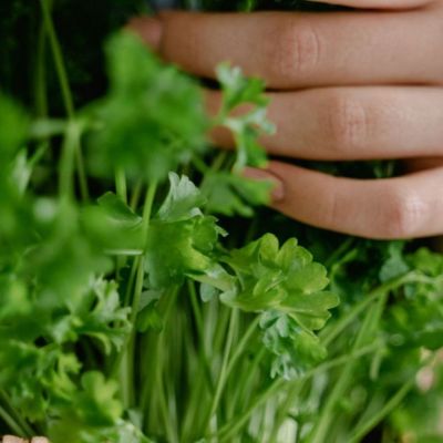 Ο χυμός κόλιανδρου βοηθά στην καύση λίπους