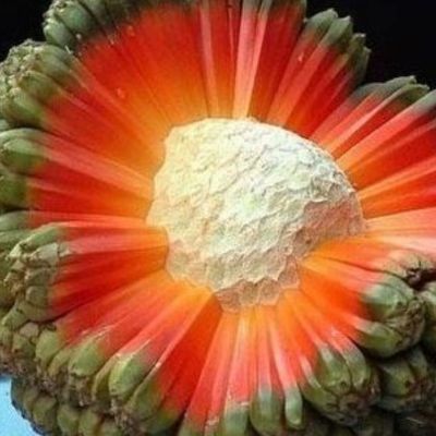 Αυτά είναι τα superfoods της νέας γενιάς - Άγνωστα λαχανικά πλούσια σε βιταμίνες και πρωτεΐνες