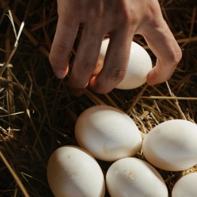 Το παράξενο κόλπο για να καταλάβεις αν είναι φρέσκο το αυγό