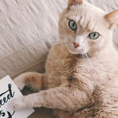 Παγκόσμια Ημέρα Γάτας: Όλα τα tips για να είναι ευχάριστες οι διακοπές για τη γάτα σου