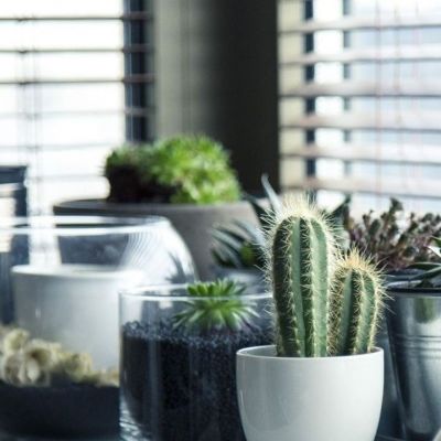 Οι αλλεργίες & 3 ακόμα πράγματα που πρέπει να προσέξεις αν θες να κάνεις δώρο φυτό εσωτερικού χώρου