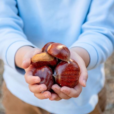 Κάστανα: Πλούσια σε φυτικές ίνες και αντιοξειδωτικά, «σύμμαχος» στην απώλεια βάρους