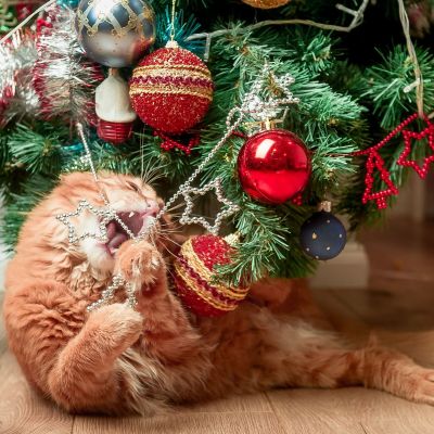 Ρεκόρ: Οικογένεια στην Γερμανία στόλισε το σπίτι της με 605 δέντρα