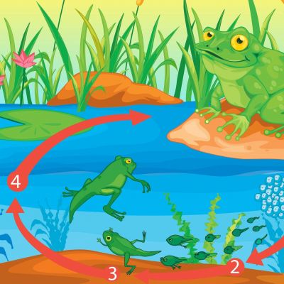 Δραστηριότητες: Εκπαιδευτικά πόστερ για τον κύκλο ζωής του βατράχου