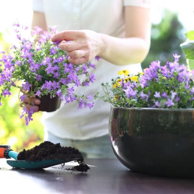 5 φυτά για γλάστρες που αντέχουν στη ζέστη