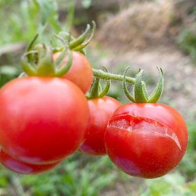 Το tip της μαμάς: Γιατί σκάνε οι ντομάτες και τι μπορείτε να κάνετε για να το αποτρέψετε