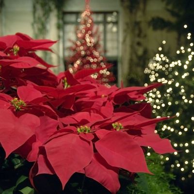 To tip της μαμάς: Πώς να διατηρήσετε το αλεξανδρινό και μετά τις γιορτές