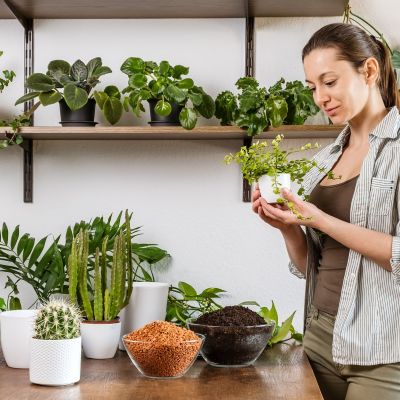 To φυτό εσωτερικού χώρου που ανθίζει ακόμα και σε σκοτεινά μέρη - Είναι εύκολο στη φροντίδα