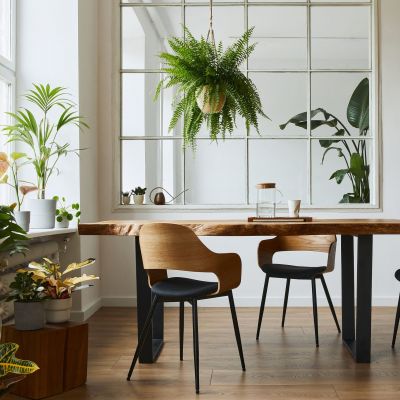 4 φυτά εσωτερικού χώρου που κρατάνε το σπίτι δροσερό όλο το καλοκαίρι