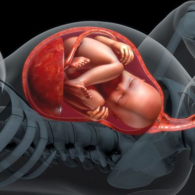 Ανάπτυξη εμβρύου: Το τρίτο τρίμηνο