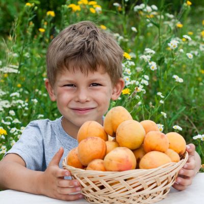 Βερίκοκα: Το μικρό φρούτο με τα τεράστια οφέλη για εσένα και τα παιδιά σου