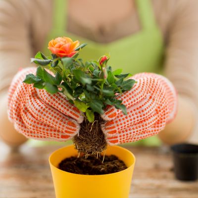 Το πρώτο πράγμα που πρέπει πάντα να κάνετε πριν ξαναχρησιμοποιήσετε μια γλάστρα