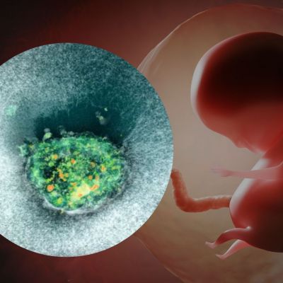 Η πρώτη ζωντανή καταγραφή της εμφύτευσης ανθρώπινου εμβρύου (βίντεο)