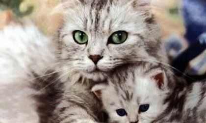 Δείτε μία μαμά γάτα να σώζει το παιδί της από ένα μωρό