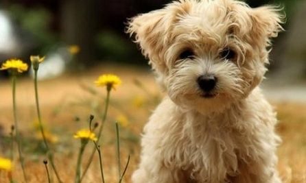 Τεστ: Μάθε τι σκύλος σου ταιριάζει ανάλογα με το χαρακτήρα σου!