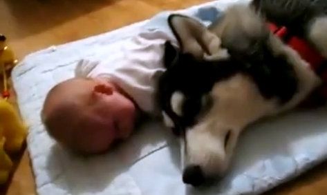 Βίντεο: Πώς ένας σκύλος προσπαθεί να κάνει ένα μωρό να σταματήσει να κλαίει!