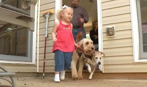 Ο σκύλος την ακολουθεί παντού. Μόλις μάθετε το λόγο θα δακρύσετε! (βίντεο)