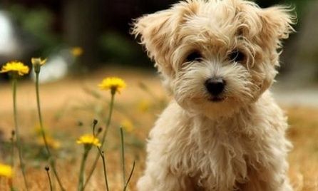 Τεστ: Μάθε τι σκύλος σου ταιριάζει ανάλογα με το χαρακτήρα σου!