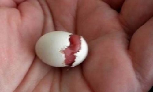 Πανέμορφο: Η γέννηση ενός παπαγάλου! (βίντεο)