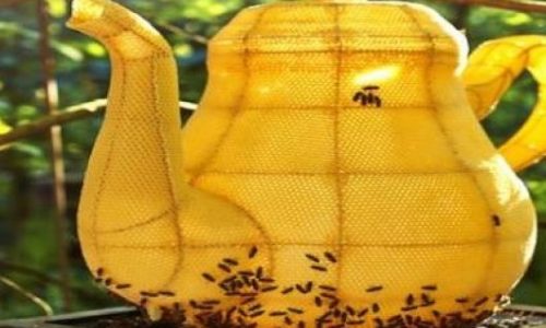 Μοιάζει σαν μια τσαγιέρα όμως είναι ένα θαύμα της φύσης!(βίντεο)