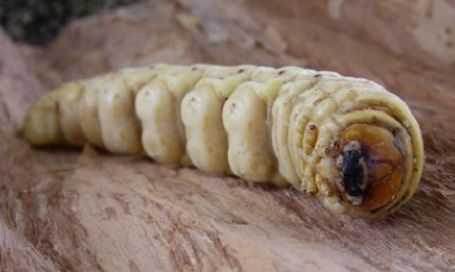 7 πολύ παράξενα φαγητά του κόσμου για τους πιο τολμηρούς