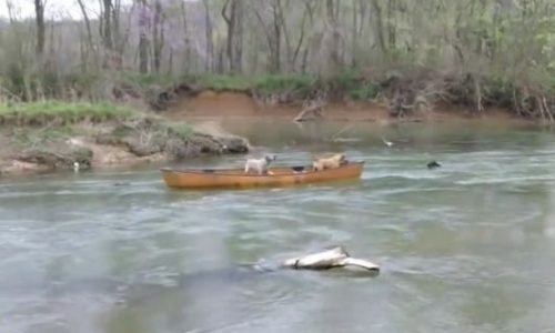 Απίστευτο! Δείτε το σκύλο ήρωα που έσωσε τους παγιδευμένους φίλους του στο νερό! (video)
