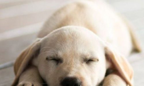 Παγκόσμια Ημέρα Αδέσποτων Ζώων: Πώς το σκυλάκι μου μου άλλαξε τη ζωή