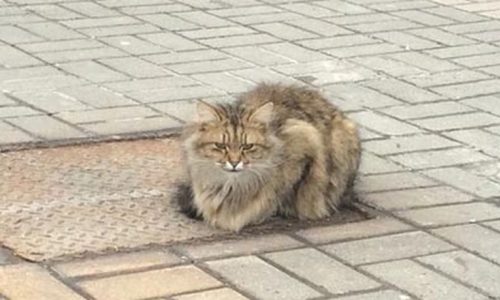 Γάτα παραμένει εδώ και έναν χρόνο στο σημείο που την εγκατέλειψαν