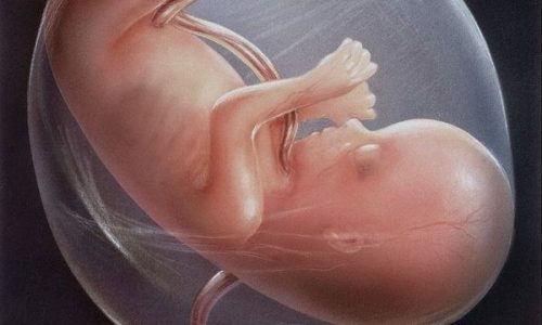 Νέο εξωσωματικό ρεκόρ:'Εμβρυο διατηρήθηκε ζωντανό έξω από τη μήτρα για 13 ημέρες!