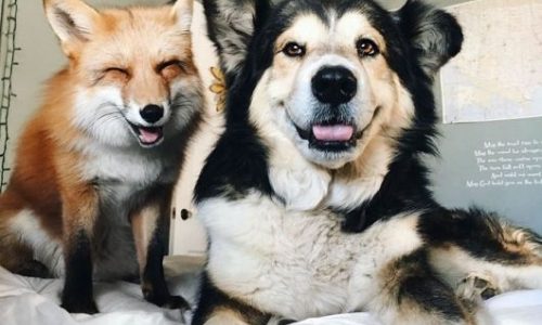 Δείτε την αλεπού και τον σκυλάκο που έχουν γίνει αχώριστοι φίλοι! (video)