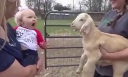 Ξεκαρδιστικό! Δείτε τη συζήτηση του μωρού και της κατσίκας! (video)