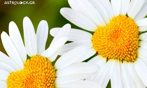 Προβλέψεις αγάπης για όλα τα Ζώδια 09/04